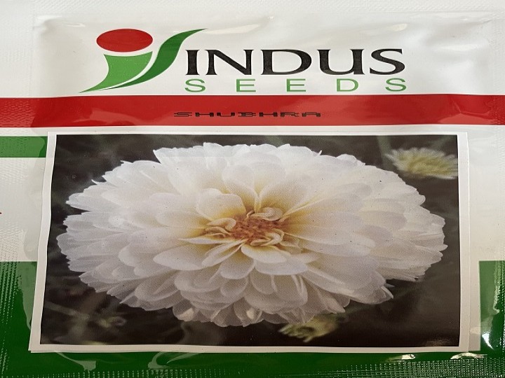 Bijilee Shubhra (Indus Seeds)