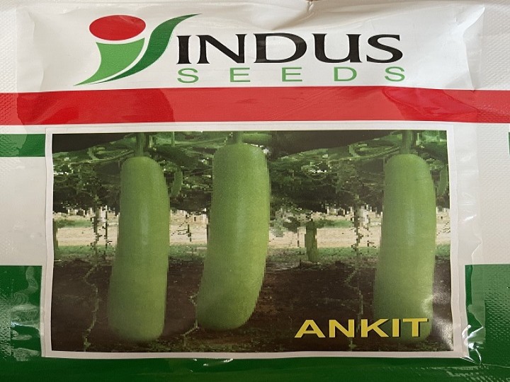 Bottle Gourd Ankit (Indus Seeds)