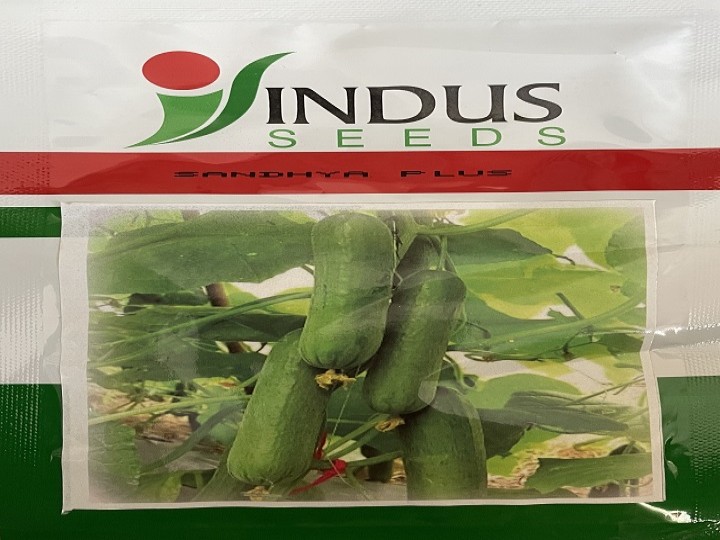 Cucumber Sandhya Plus (Indus Seeds)