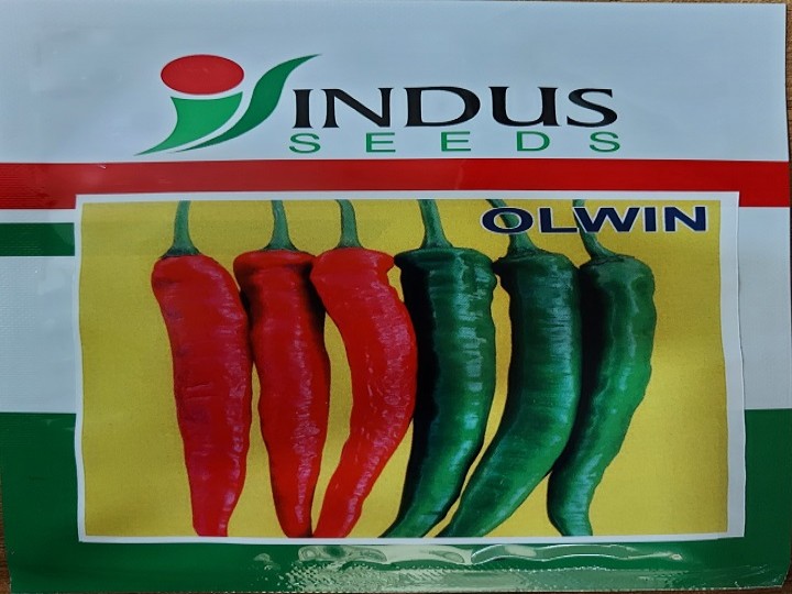Chilli Olwin (Indus Seeds)