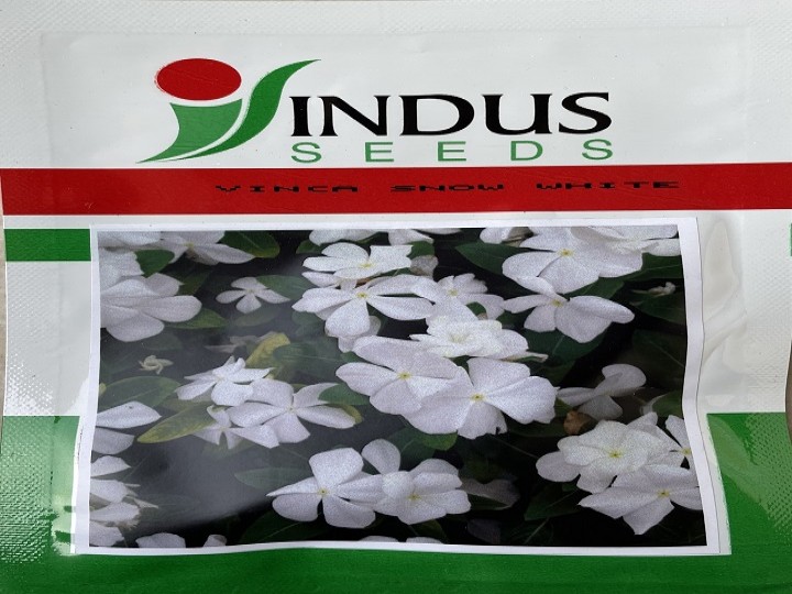 Vinca Snow White (Indus Seeds)