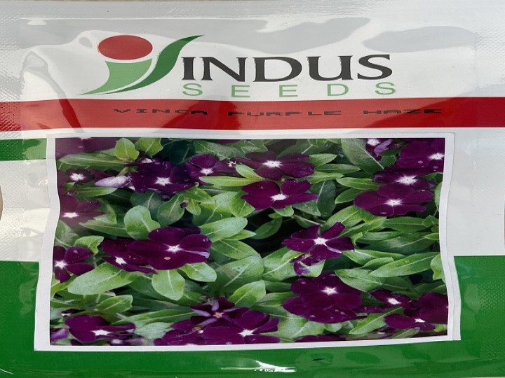 Vinca Purple Haze (Indus Seeds)