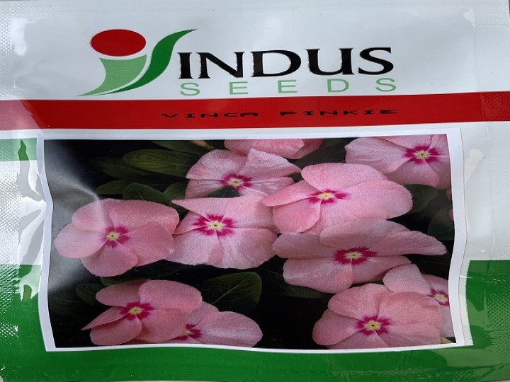 Vinca Pinkie (Indus Seeds)