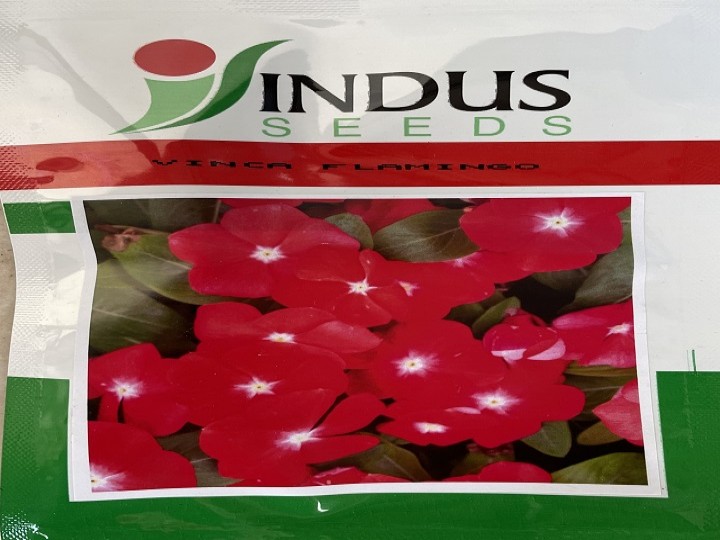 Vinca Flamingo (Indus Seeds)