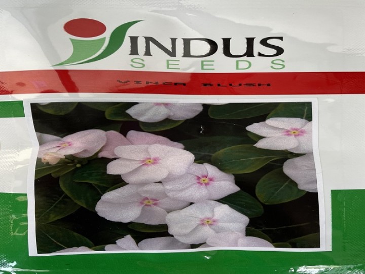 Vinca Blush (Indus Seeds)