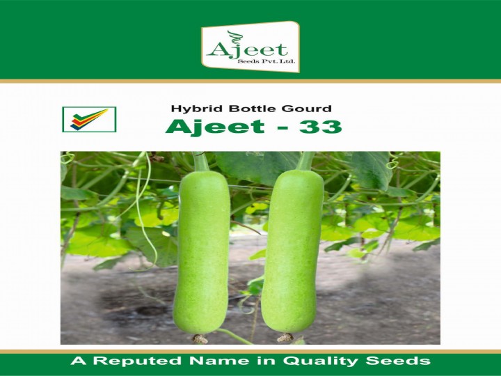 Bottle Gourd Ajeet 33(Ajeet Seeds)