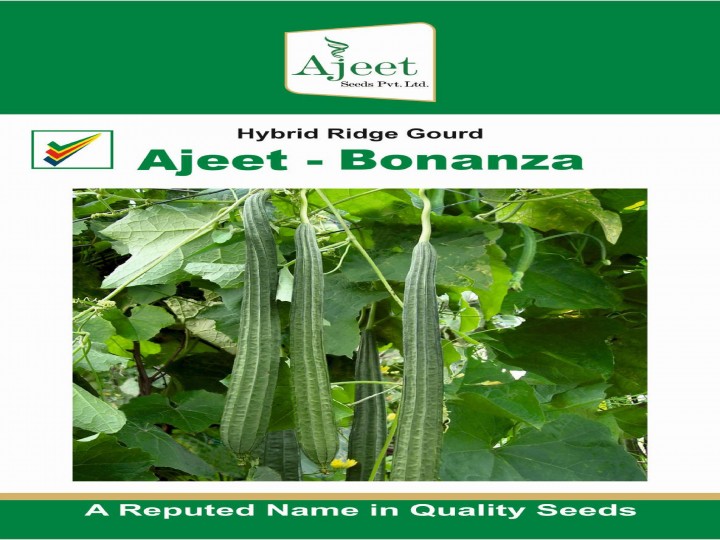 Ridge Gourd Bonanza (Ajeet Seeds)