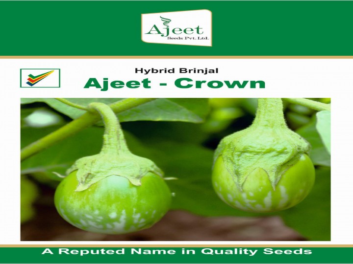 Brinjal Crown (Ajeet Seeds)
