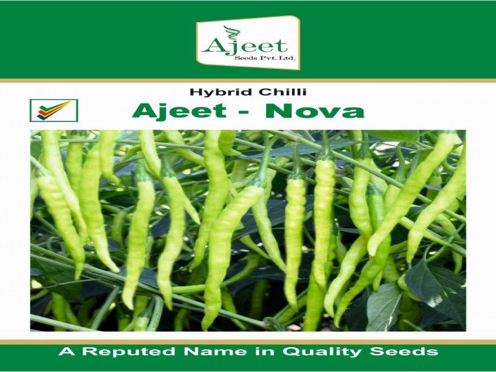 Chilli Nova (Ajeet Seeds)