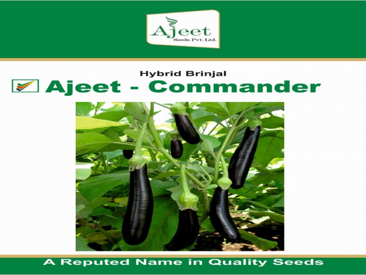Brinjal Commander (Ajeet Seeds)