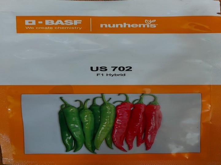 Chilli US 702 (Nunhems Seeds)