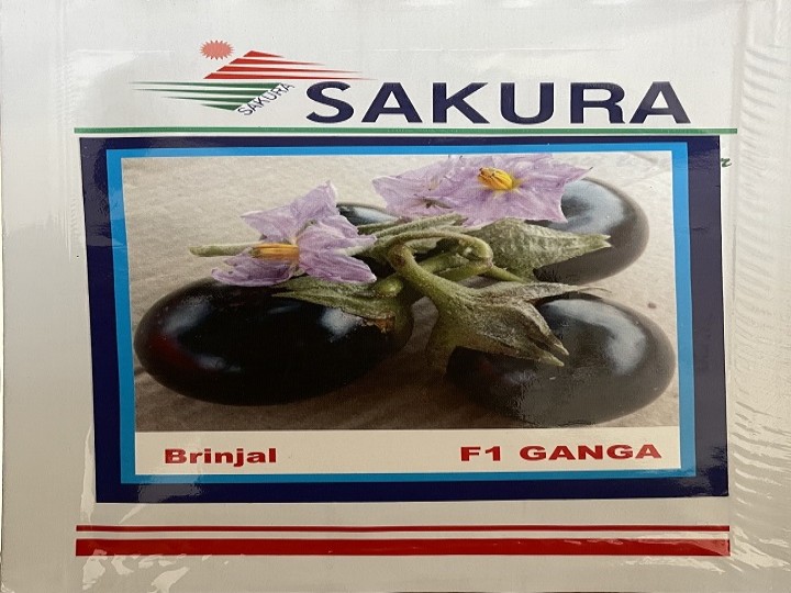 Brinjal Ganga (Sakura Seeds)