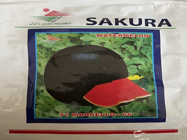 Watermelon Marcello-68 (Sakura Seeds)