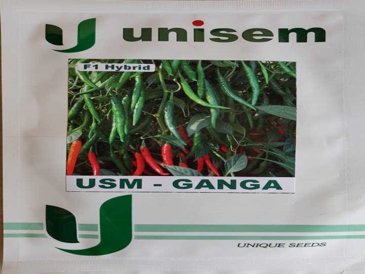 Chilli USM Ganga (Unisem Seeds)