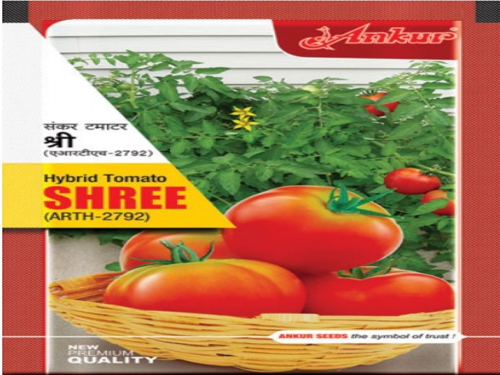 Tomato Shree Arth 2792 (Ankur Seeds)