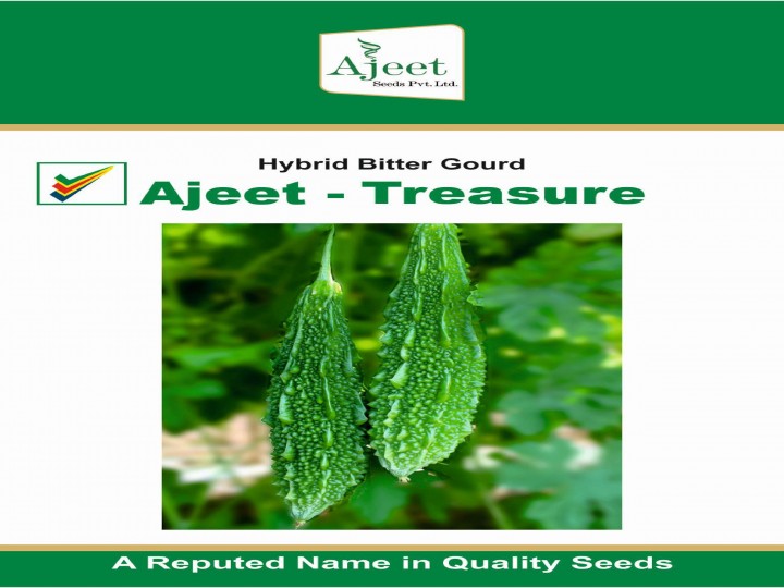 Bitter Gourd Treasure (Ajeet Seeds)