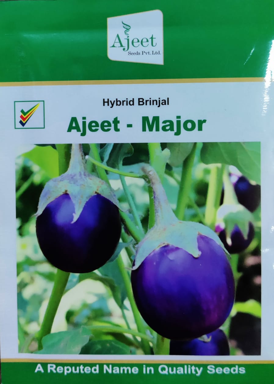 Brinjal Major (Ajeet Seeds)