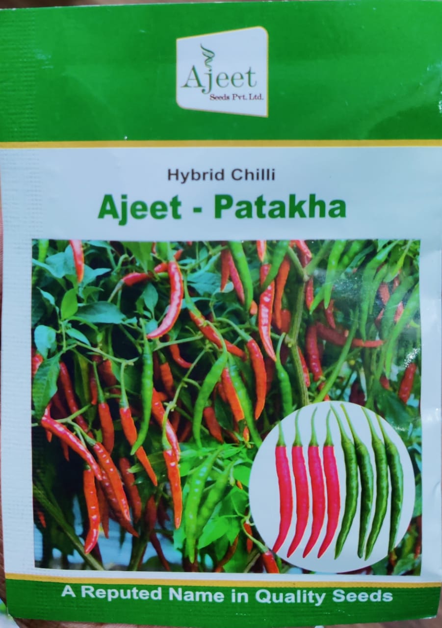 Chilli Patakha (Ajeet Seeds)