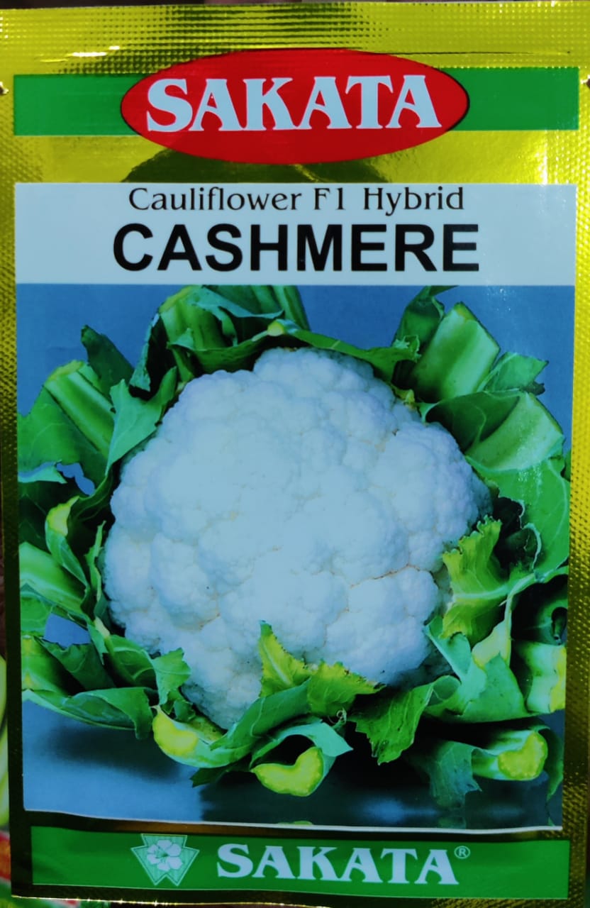 Cauliflower Cashmere (Sakata Seeds)