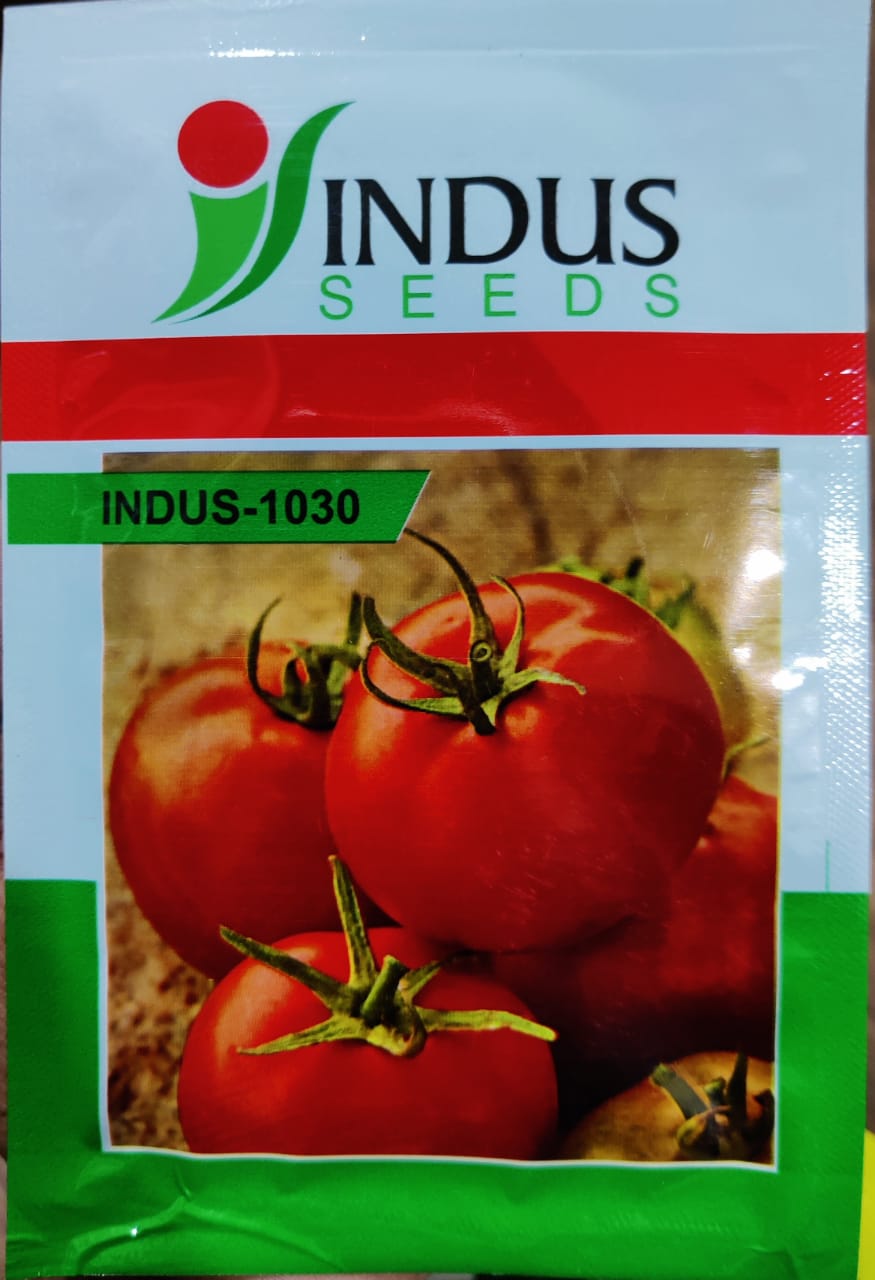Tomato Indus 1030 (Indus Seeds)