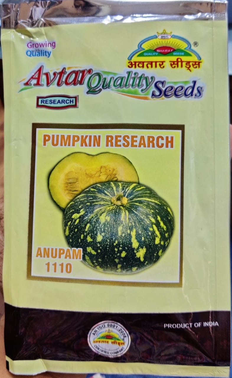 Pumpkin Anupam 1110 (Avtar Seeds)