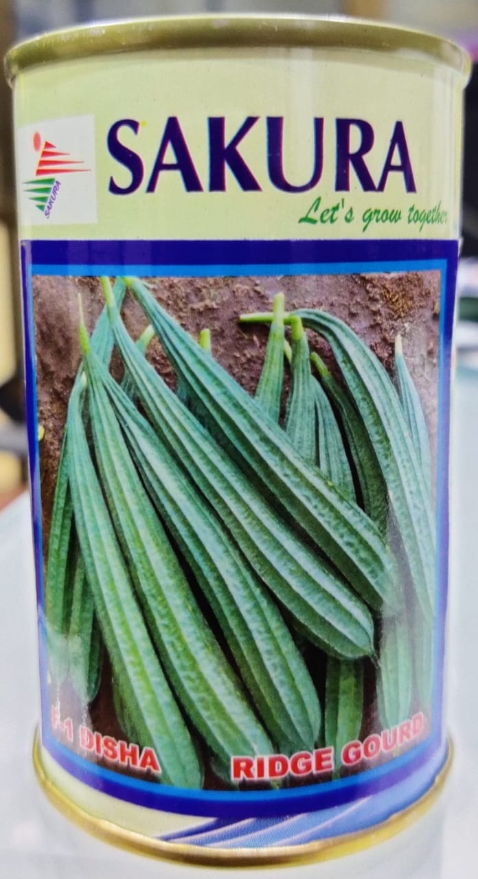 Ridge Gourd Disha (Sakura Seeds)