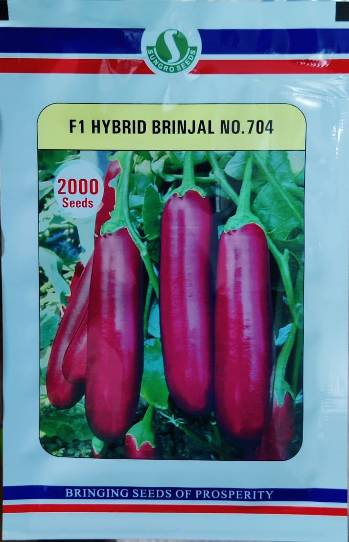 Brinjal No 704 (Sungro Seeds)