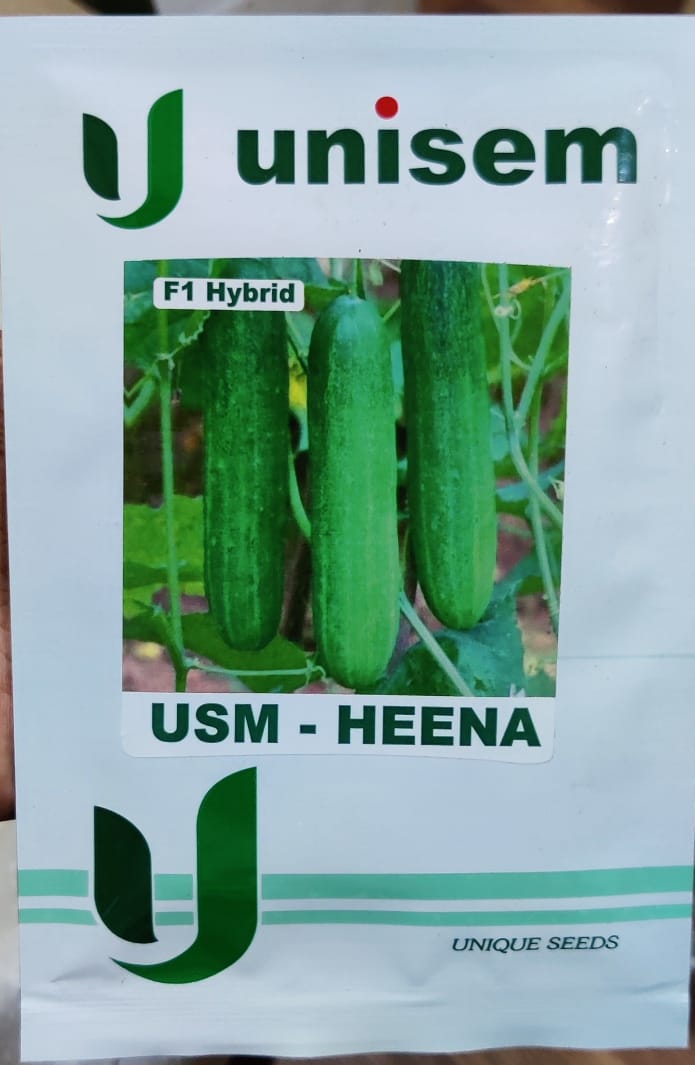Cucumber USM Heena (Unisem Seeds)