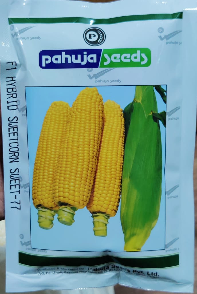 Sweet Corn Sweet 77 (Pahuja Seeds)