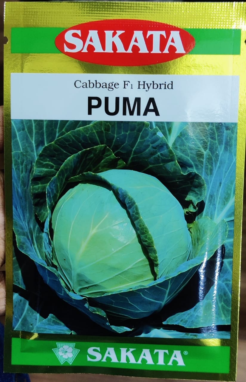 Cabbage Puma (Sakata Seeds)