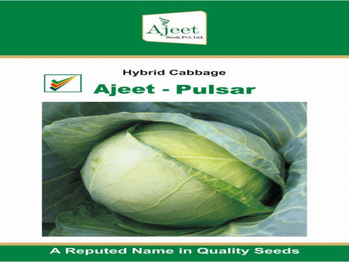 Cabbage Pulsar (Ajeet Seeds)
