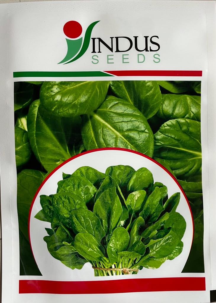 Spinach All Green (Indus Seeds)