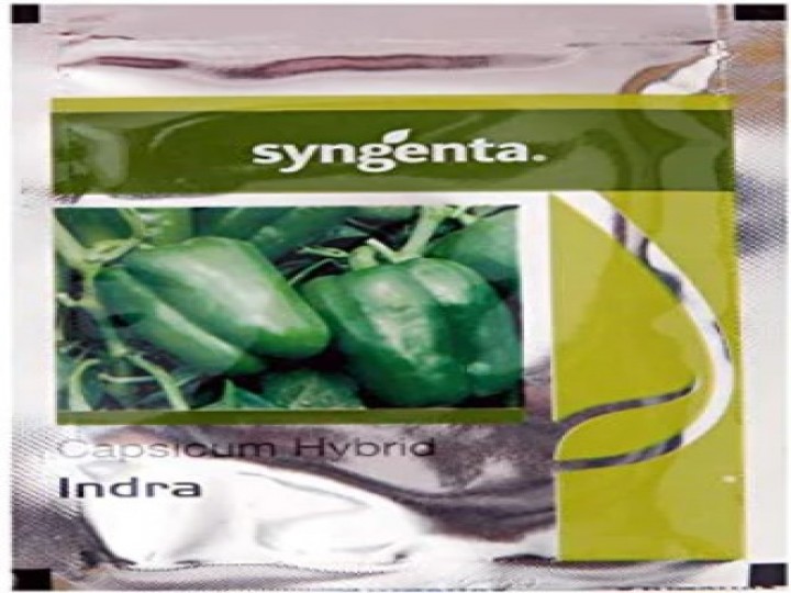 Capsicum Indra (Syngenta Seeds)
