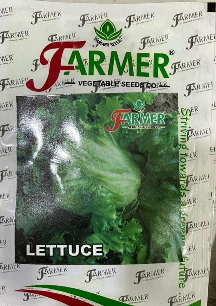 Lettuce Iceburg Climax (Farmer Vegetables Seeds)