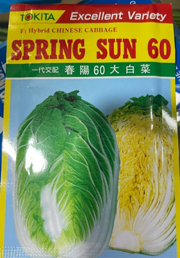 Chinese Cabbage Spring Sun 60 (Tokita Seed)