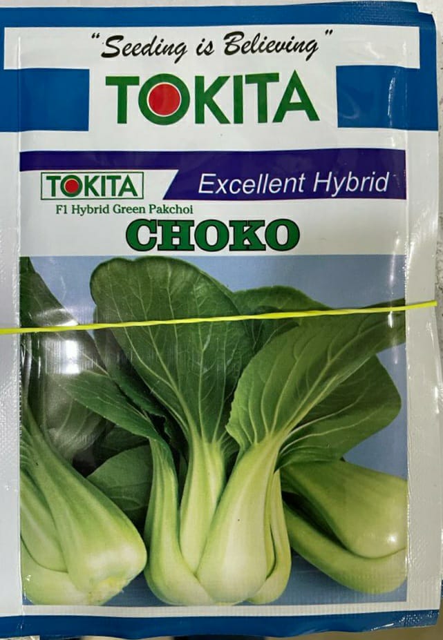 Green Pakchoi Choko (Tokita Seed)