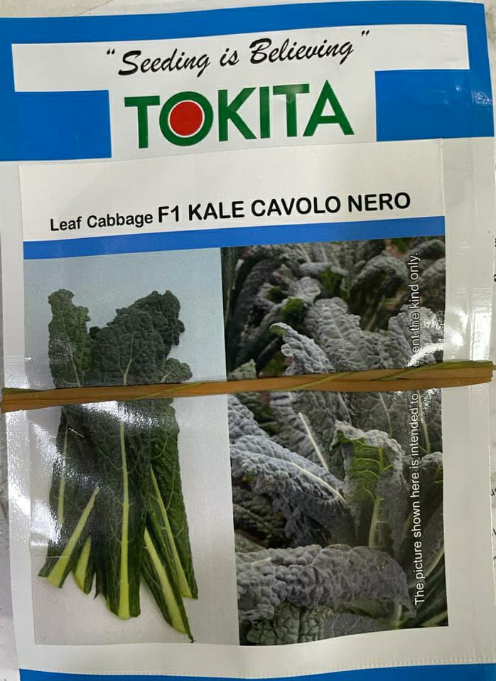 Leaf Cabbage Kale Cavolo Nero (Tokita Seed)