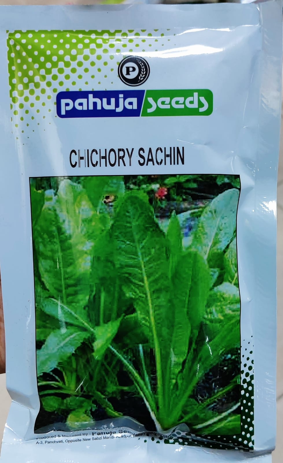 Fodder Kasni Sachin (Pahuja Seeds)