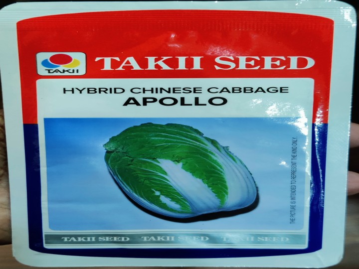 Chinese Cabbage Apollo (Takii Seed)