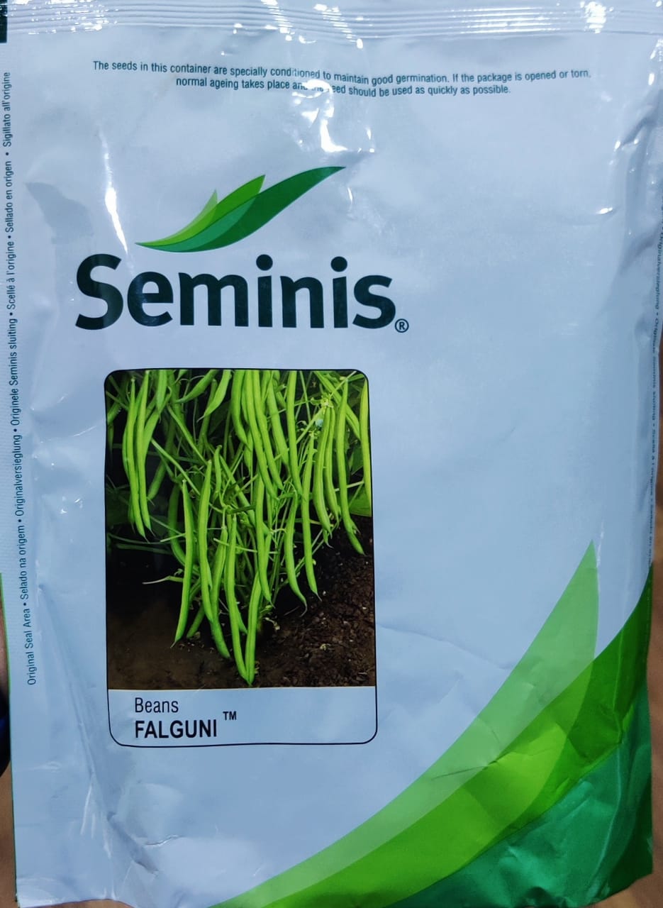 Beans Falguni (Seminis Seeds)