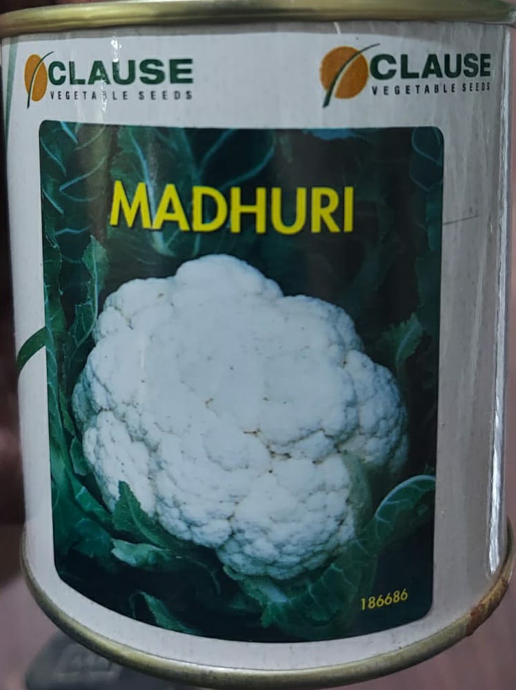 Cauliflower Madhuri (Clause Seeds)