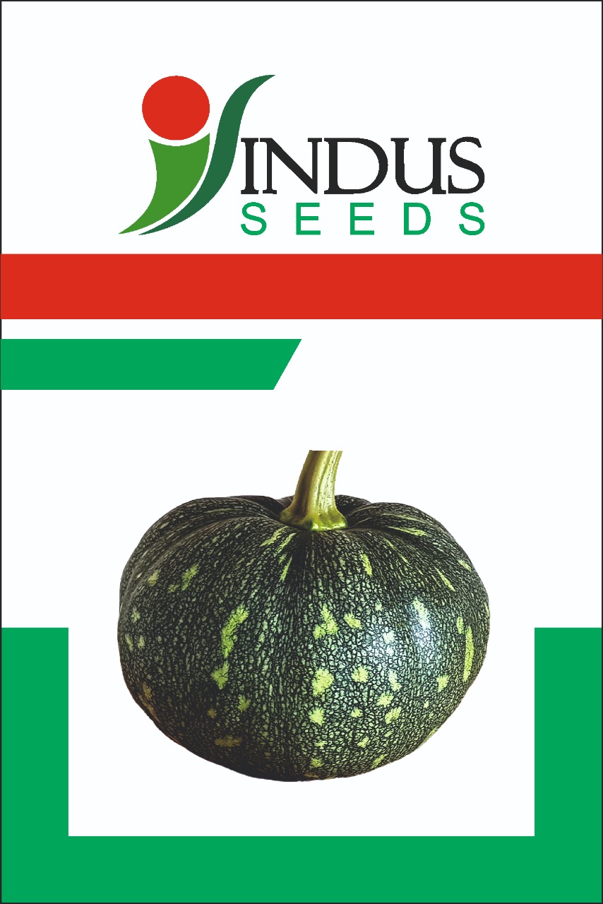 Pumpkin Madhu (Indus Seeds)