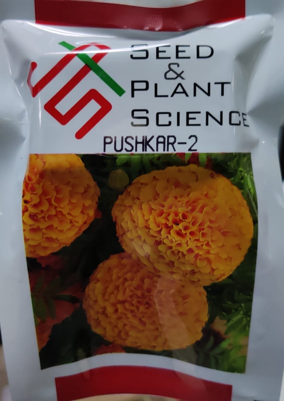 Marigold Pushkar-2 (SPS)