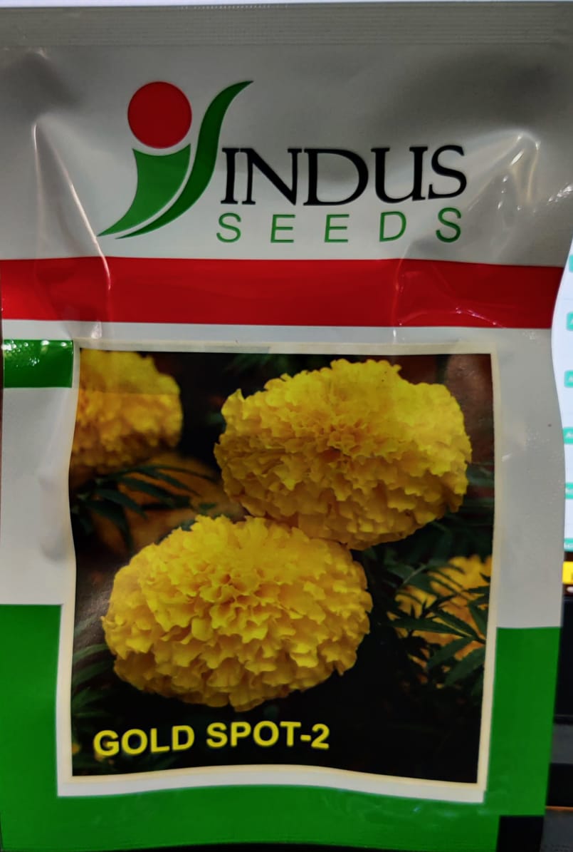 Marigold Gold Spot 2 (Indus Seeds)
