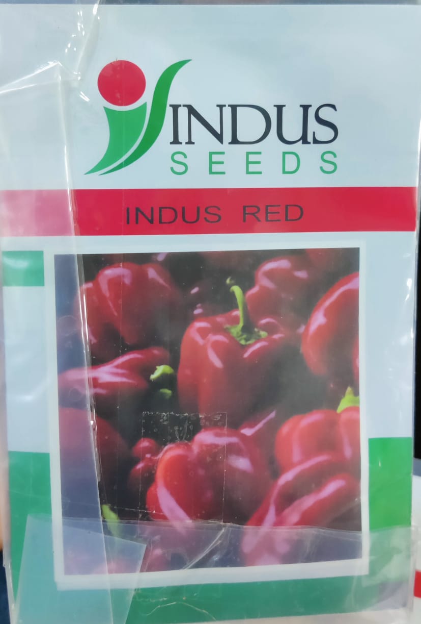 Capsicum Indus Red (Indus Seeds)