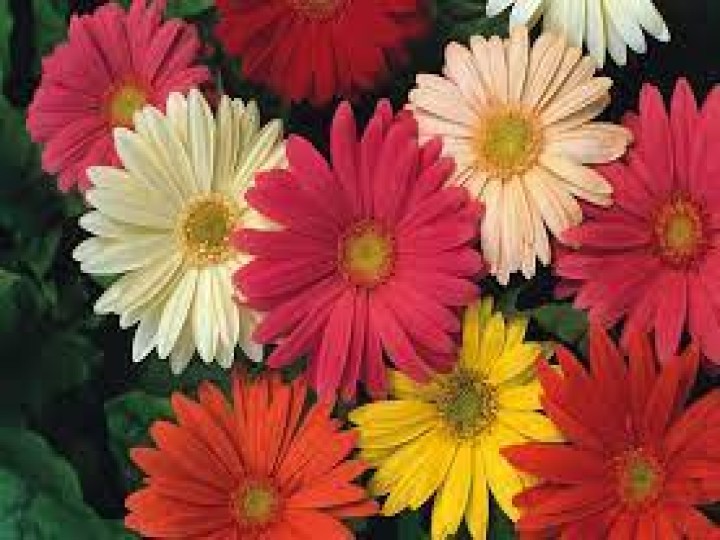 Gerbera Jamesonii Dwarf Mix ( Tobias Select Seed)