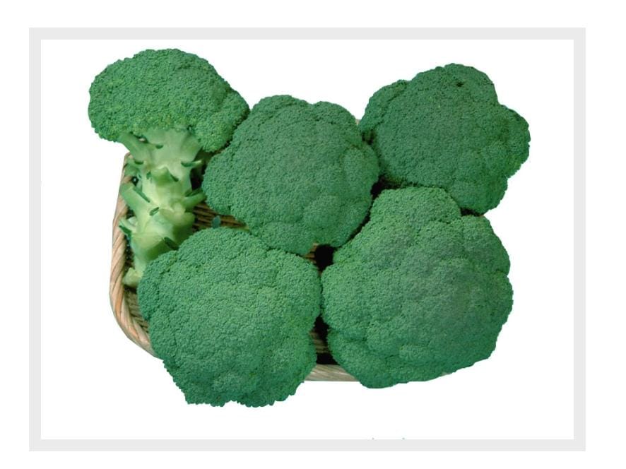 Broccoli TSX 0788 (Tokita Seed)