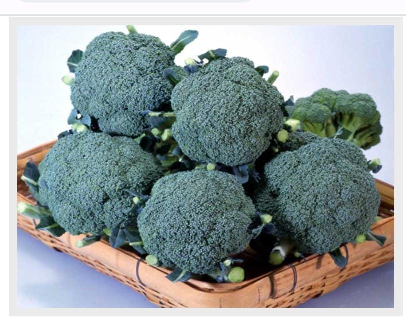 Broccoli Matsuri (Tokita Seed)