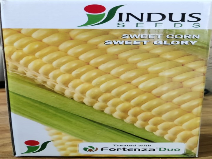 Sweet Corn Sweet Glory  (Indus Seeds)