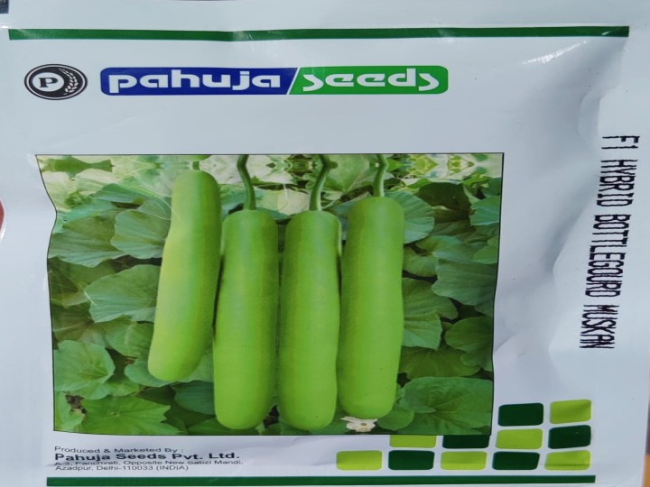 Bottle Gourd Muskan (Pahuja Seeds)